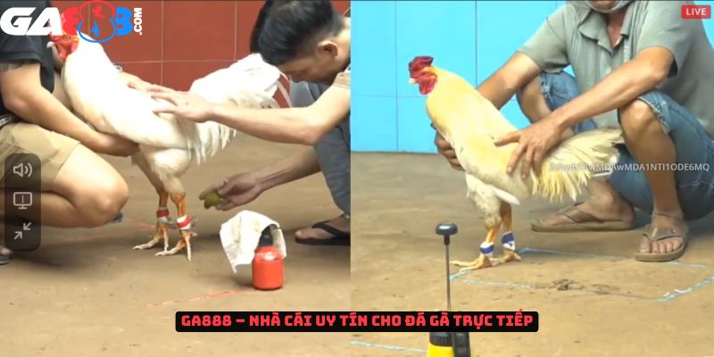 GA888 – Nhà cái uy tín cho đá gà trực tiếp