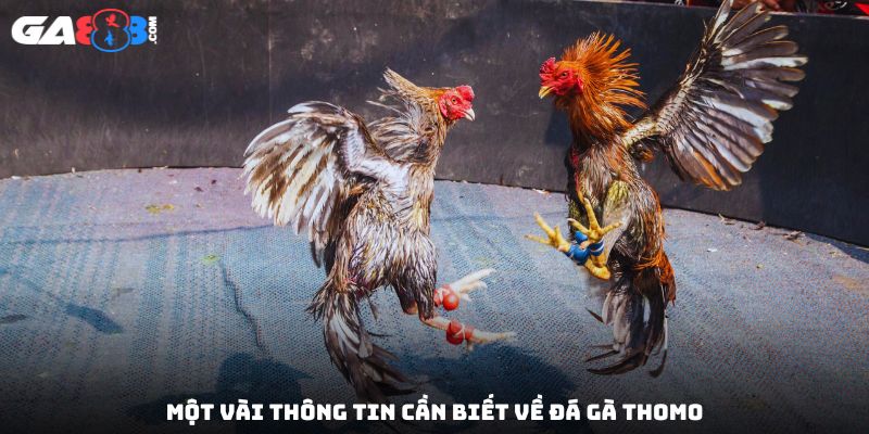 Một vài thông tin cần biết về đá gà Thomo