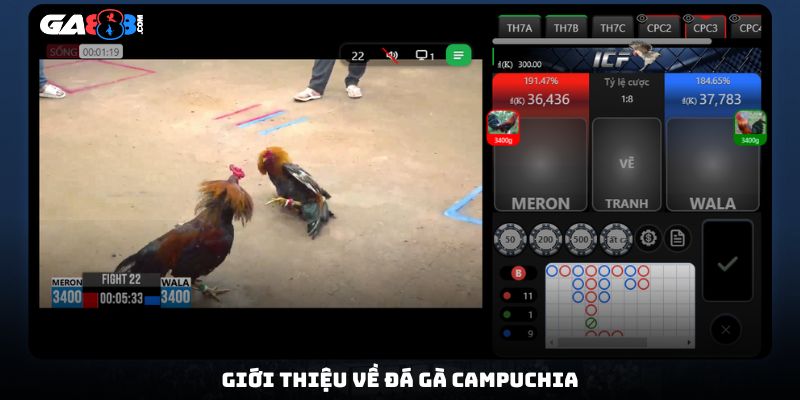 Giới thiệu về đá gà Campuchia