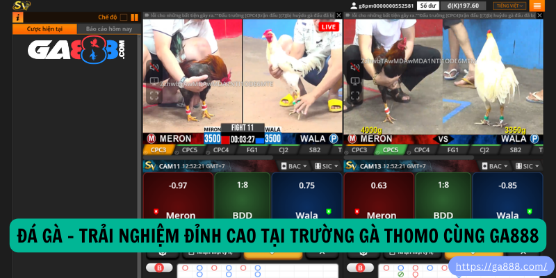 Đá Gà – Trải Nghiệm Đỉnh Cao Tại Trường Gà Thomo Cùng GA888 Đá Gà – Trải Nghiệm Đỉnh Cao Tại Trường Gà Thomo Cùng GA888