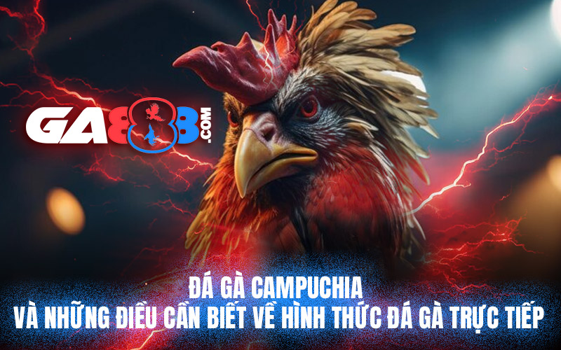 Đá gà Campuchia và những điều cần biết về hình thức đá gà trực tiếp